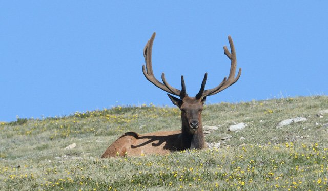 An elk in the Rocky Mountains.